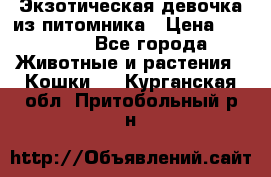 Экзотическая девочка из питомника › Цена ­ 25 000 - Все города Животные и растения » Кошки   . Курганская обл.,Притобольный р-н